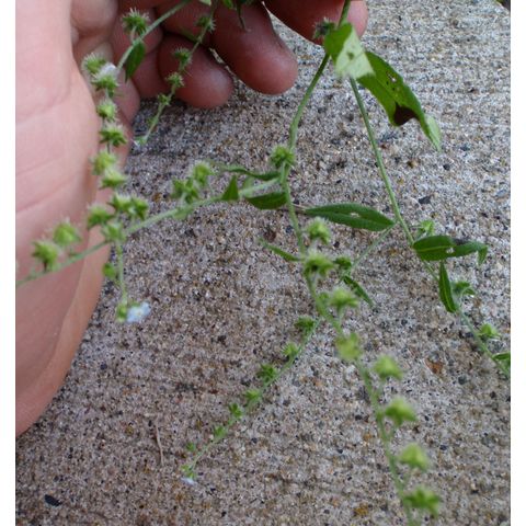 Lappula cenchrusoides