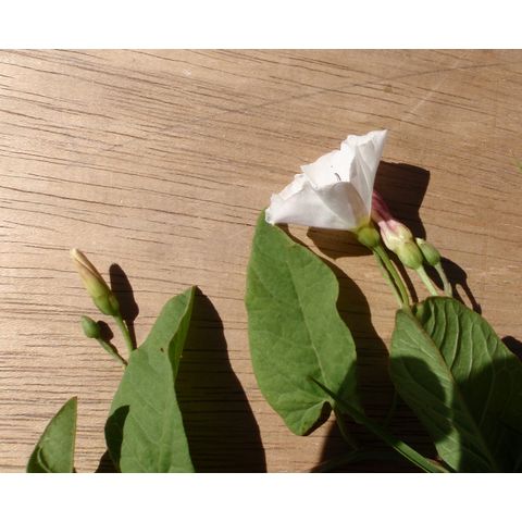 Convolvulus arvensis