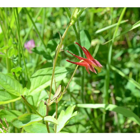 Aquilegia canadensis