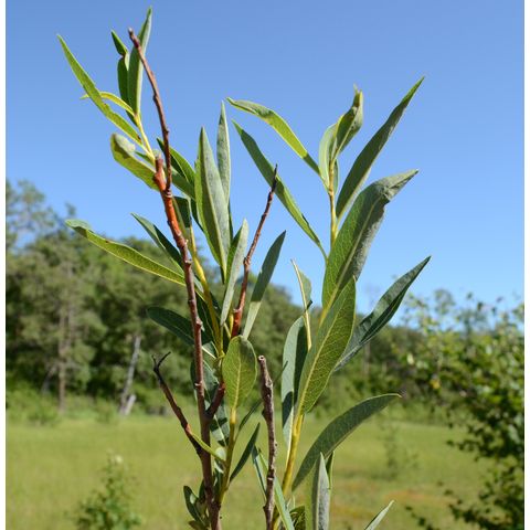 Salix petiolaris