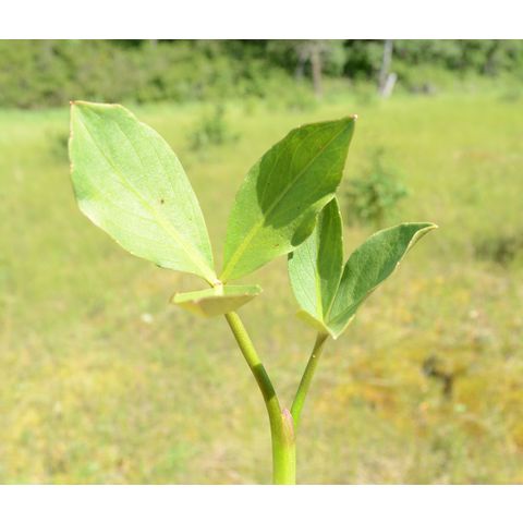Menyanthes trifoliata