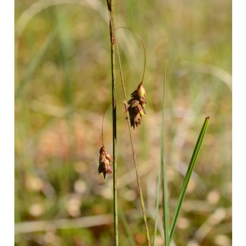 Carex magellanica