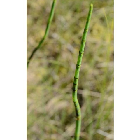 Equisetum fluviatile