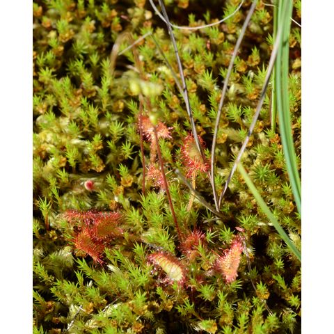 Drosera rotundifolia