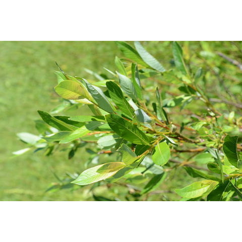 Salix lutea
