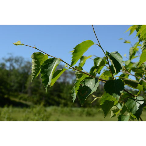 Betula occidentalis