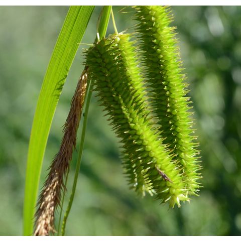 Carex pseudocyperus
