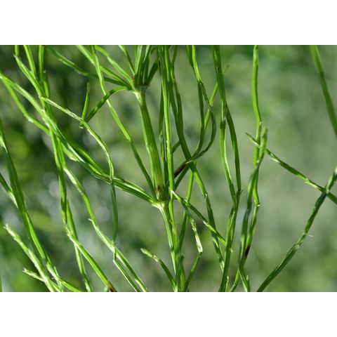 Equisetum arvense