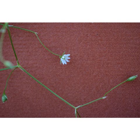 Stellaria longifolia