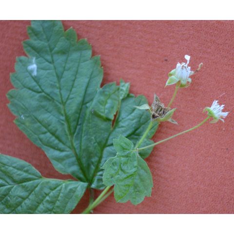 Rubus pubescens