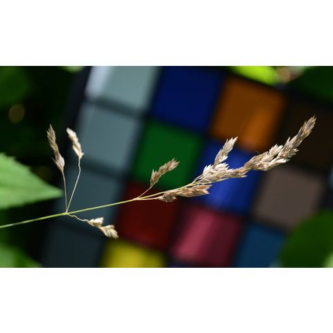 Calamagrostis stricta