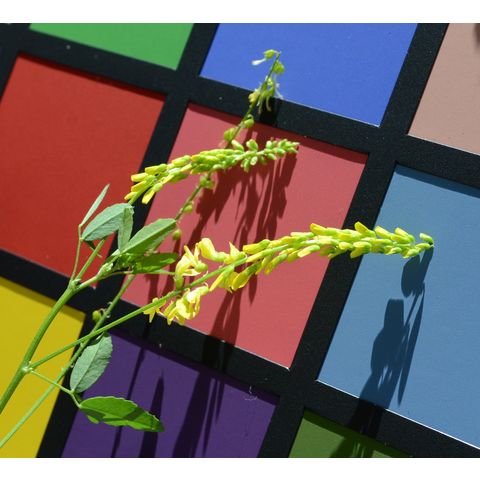 Melilotus officinalis