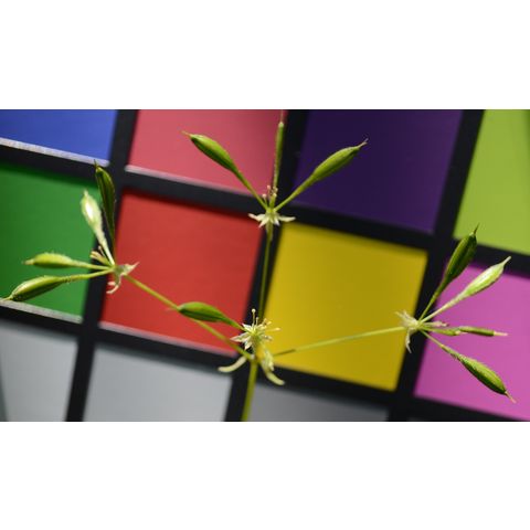 Osmorhiza longistylis