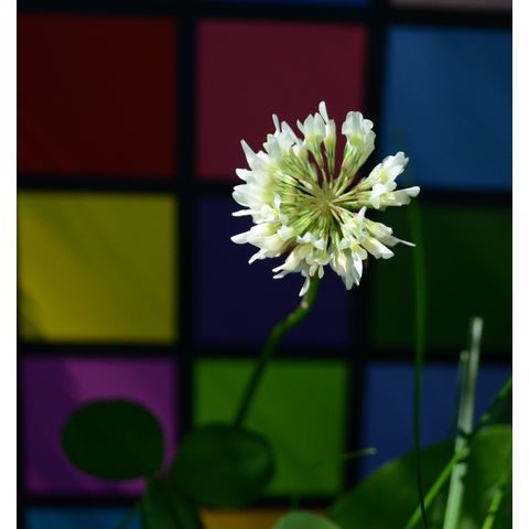 Trifolium repens