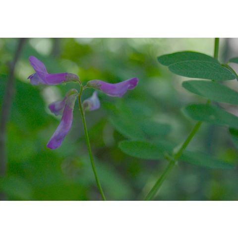 Lathyrus venosus