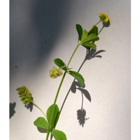 Medicago lupulina