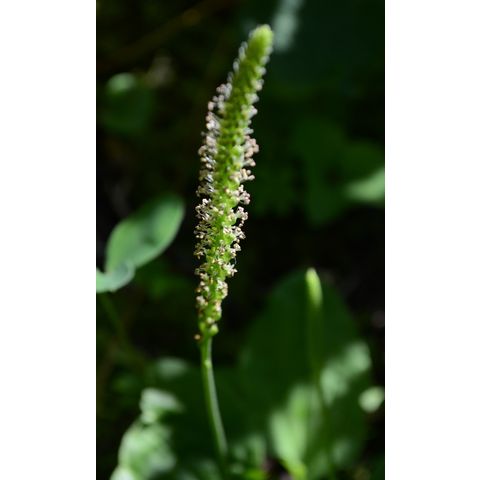 Plantago major