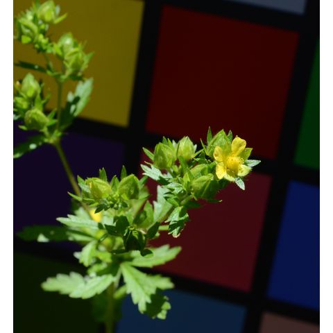 Potentilla norvegica