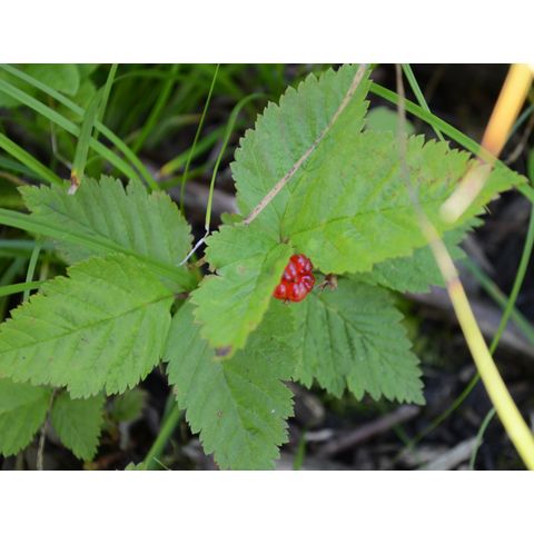 Rubus pubescens