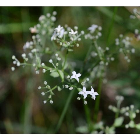 Galium boreale