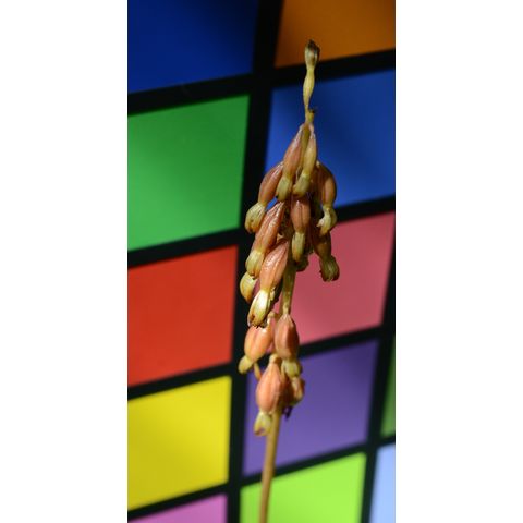 Corallorhiza odontorhiza