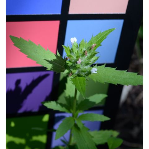 Dracocephalum parviflorum