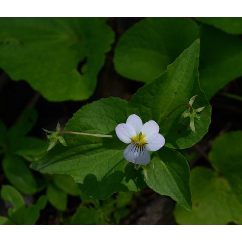 Viola canadensis