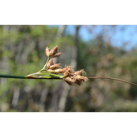 Schoenoplectus acutus