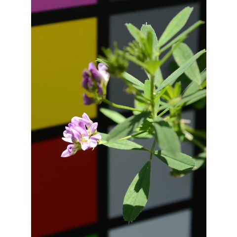 Medicago sativa