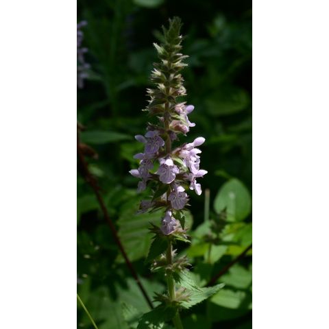 Stachys palustris
