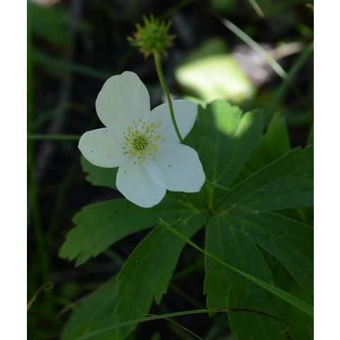 Anemone canadensis