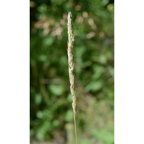 Calamagrostis stricta