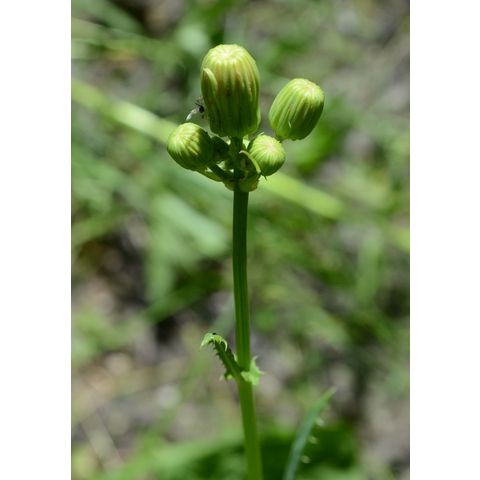 Sonchus arvensis