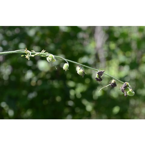 Cynoglossum officinale