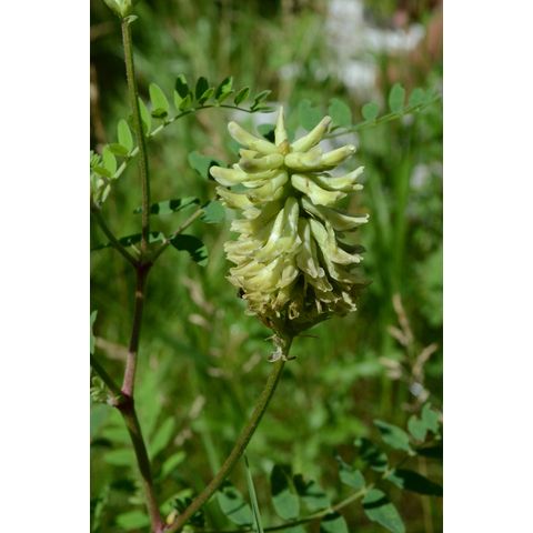 Glycyrrhiza lepidota
