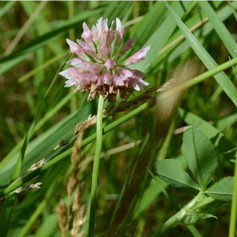 Trifolium pratense