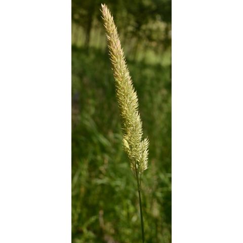 Phalaris arundinacea