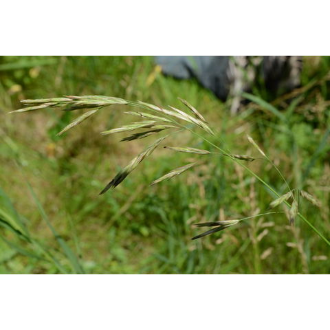 Bromus inermis