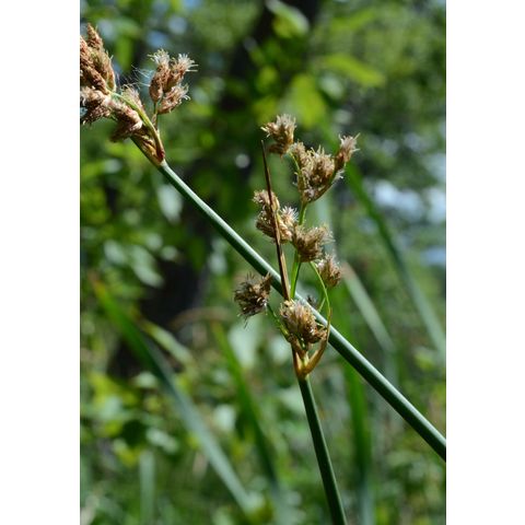 Schoenoplectus acutus