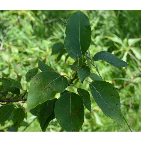 Populus balsamifera