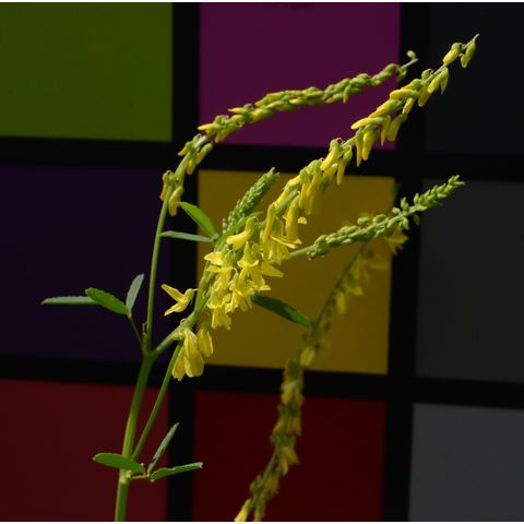 Melilotus officinalis