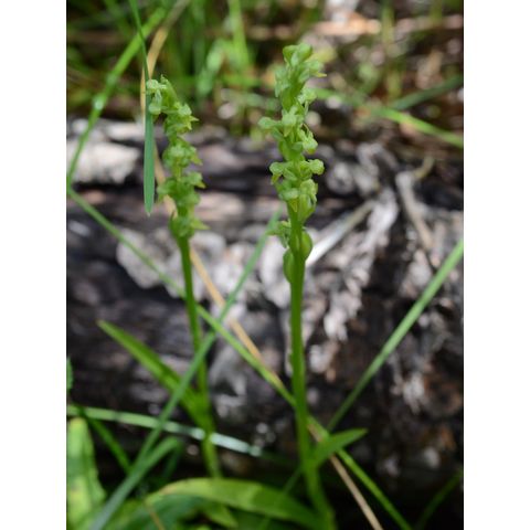 Platanthera aquilonis