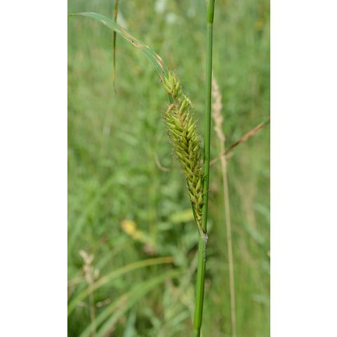 Carex atherodes