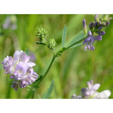 Medicago sativa