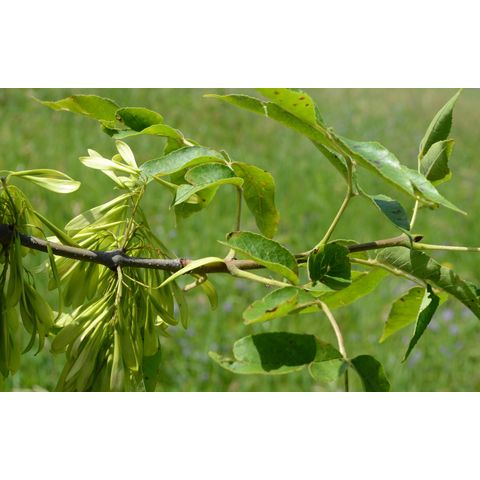 Fraxinus pennsylvanica