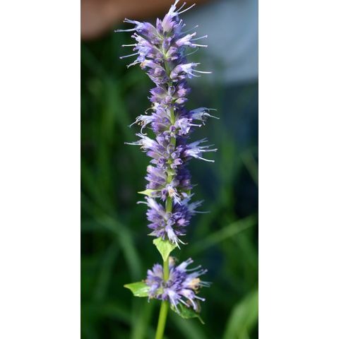 Agastache foeniculum