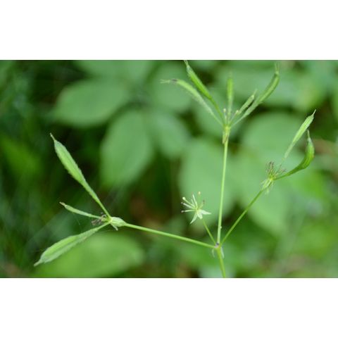 Osmorhiza longistylis