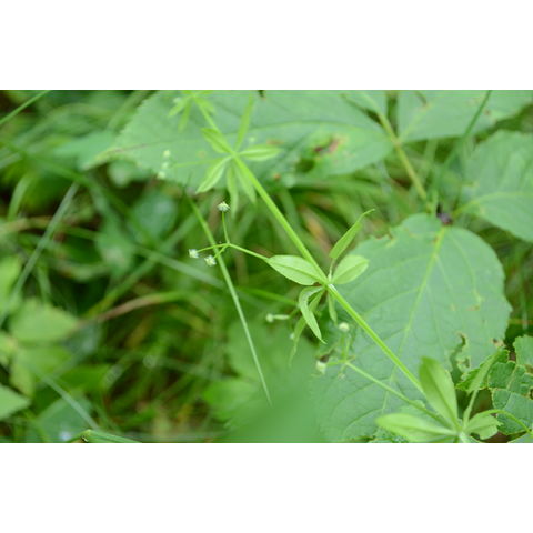 Galium aparine