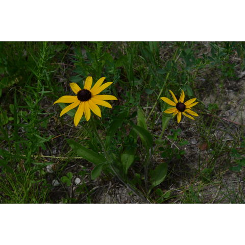 Rudbeckia hirta
