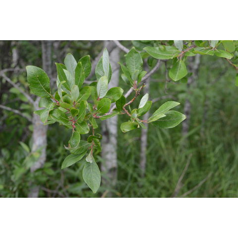 Salix bebbiana